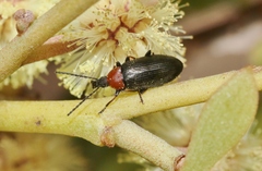 Atoichus bicolor