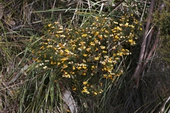 Pultenaea juniperina