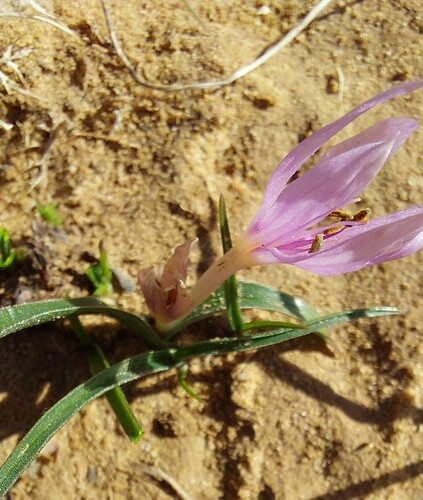 Colchicum cupanii image