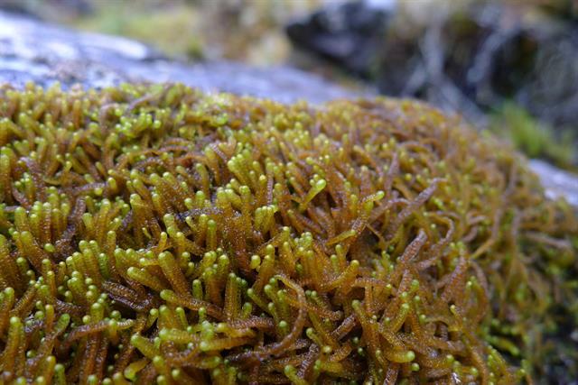 Anastrophyllum