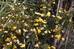 Pultenaea juniperina