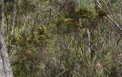 Pultenaea juniperina