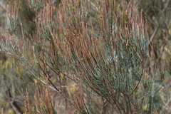 Allocasuarina monilifera