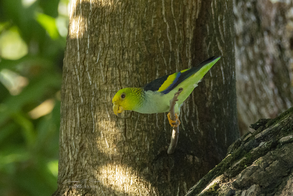 Lilac-Tailed Parrotlet