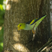 Lilac-tailed Parrotlet - Photo (c) Jerome Foster, some rights reserved (CC BY-NC-ND), uploaded by Jerome Foster