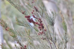 Allocasuarina monilifera