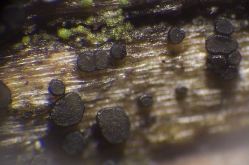 Durella suecica