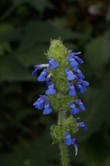 Salvia lasiocephala