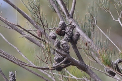 Allocasuarina monilifera
