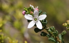 Philotheca verrucosa