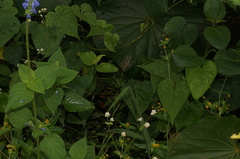 Salvia lasiocephala