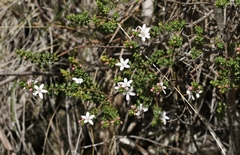 Philotheca verrucosa