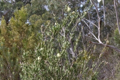 Melaleuca pallida