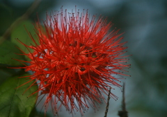 Combretum constrictum