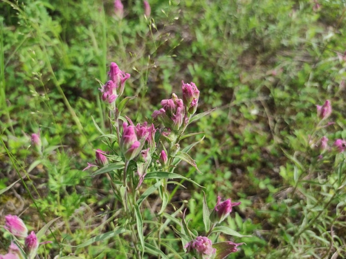 Castilleja rubra (Castilleja rubra)