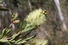 Melaleuca pallida