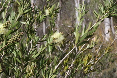 Melaleuca pallida
