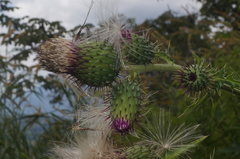 Cirsium mexicanum