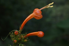 Ipomoea hastigera