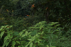 Ipomoea hastigera
