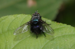 Chlorohystricia