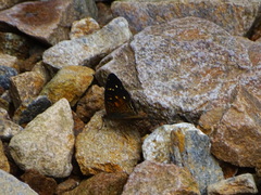 Anthanassa atronia