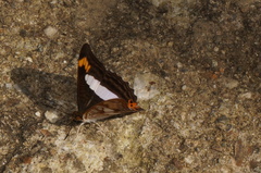 Adelpha pithys