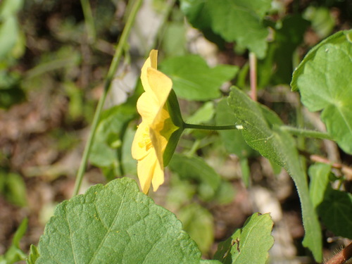 Image of Abutilon sonneratianum by (c) Mahomed Desai, some rights reserved (CC BY)