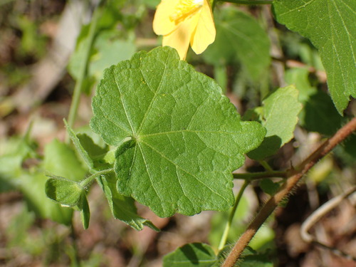 Image of Abutilon sonneratianum by (c) Mahomed Desai, some rights reserved (CC BY)
