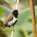 Capuchino Tricolor - Photo (c) Jerome Foster, algunos derechos reservados (CC BY-NC-ND), uploaded by Jerome Foster