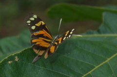 Dismorphia amphione isolda