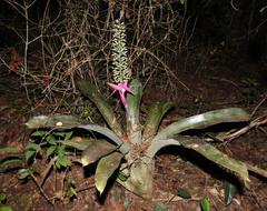 Aechmea castelnavii, photograph (c) Sidnei Dantas, some rights reserved (CC BY-SA)