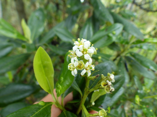 Escallonia paniculata, photograph 6