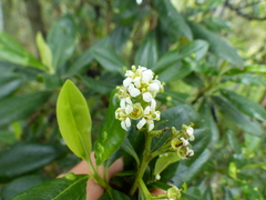 Escallonia paniculata, photograph (c) Ariel Gallego, some rights reserved (CC BY)