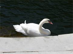 Cygnus olor