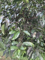 Sideroxylon foetidissimum