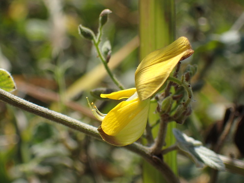 Image of Rhynchosia caribaea by (c) Mahomed Desai, some rights reserved (CC BY)