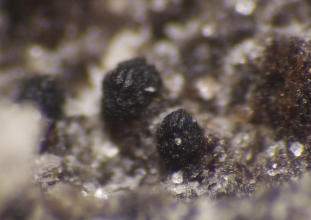 Lophiotremataceae