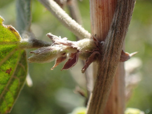 Image of Rhynchosia caribaea by (c) Mahomed Desai, some rights reserved (CC BY)