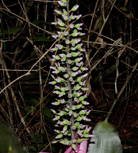 Aechmea castelnavii, photograph 1