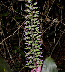 Aechmea castelnavii, photograph (c) Sidnei Dantas, some rights reserved (CC BY-SA)