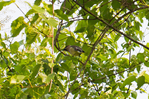 Cedar Waxwing photographed in Pennsylvania