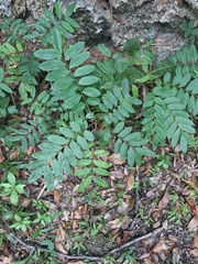 Simarouba