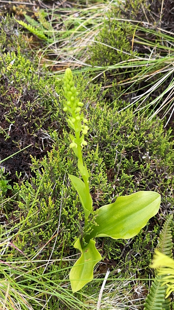 Platanthera pollostantha