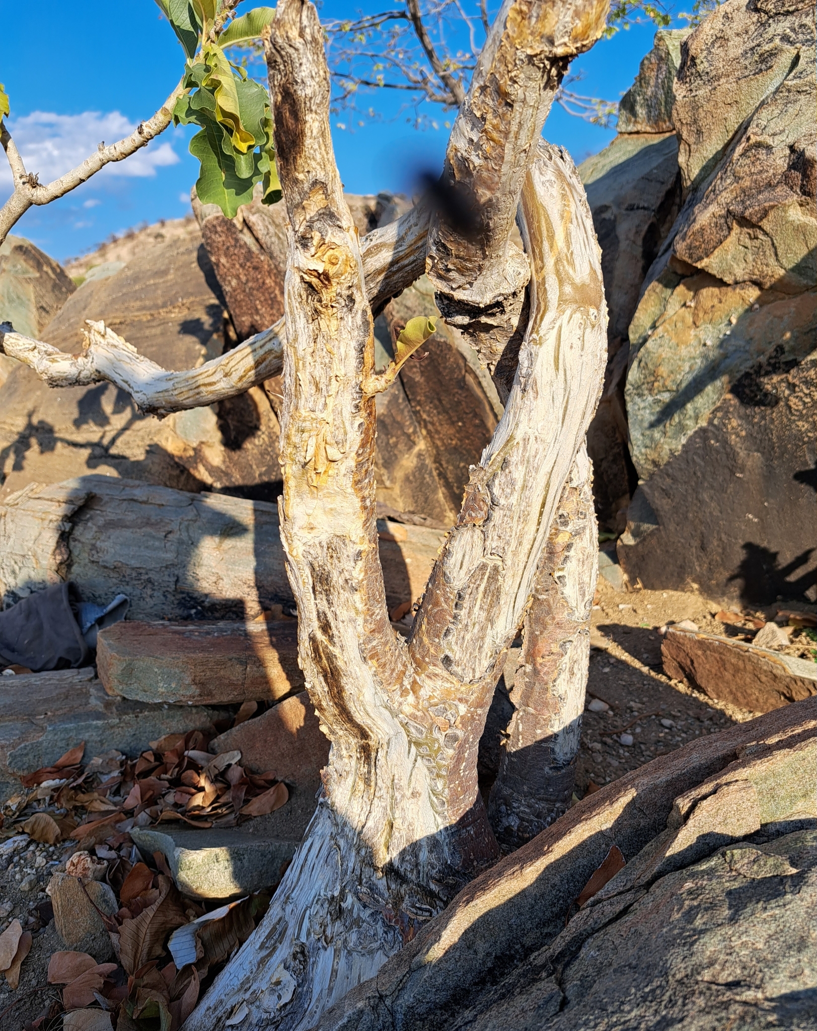 Imagem de Rosa do deserto