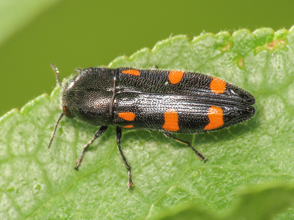 Ptosima undecimmaculata