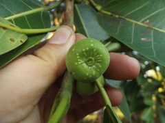 Ficus crocata