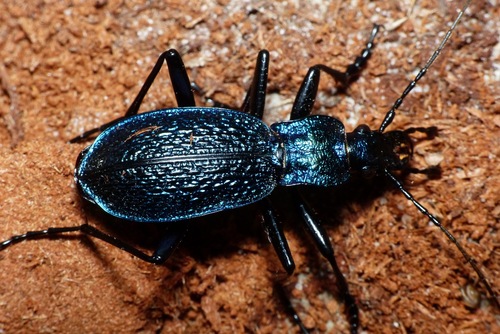 Carabus intricatus