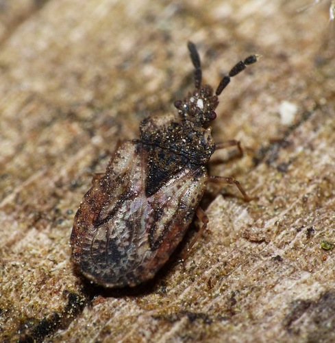 Aradus depressus