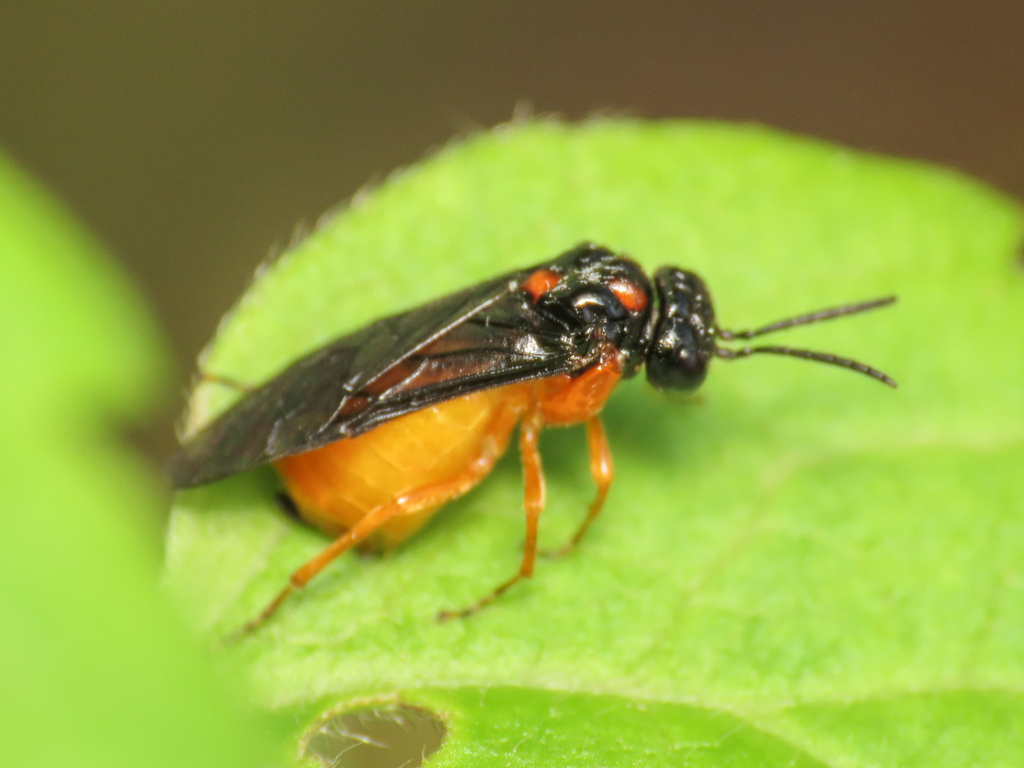 Old man's beard sawfly